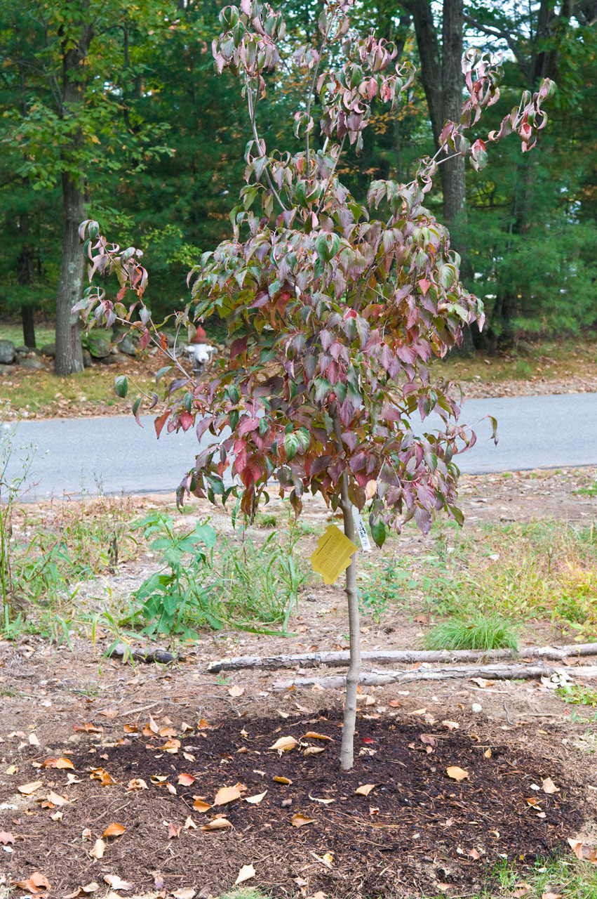 Kousa+dogwood+leaves